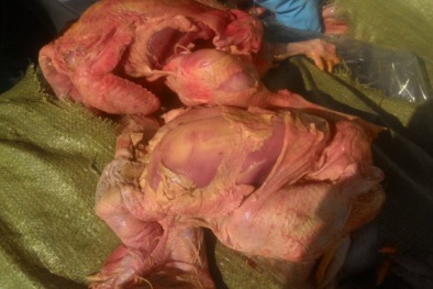 Hơn 700kg gà thối 'ẩn mình' trong xe khách tiến vào nội đô