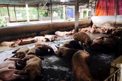 Kinh hãi 4 trại heo  sử dụng chất tạo nạc