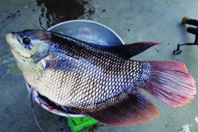 Nuôi cá tai tượng an toàn sinh học cho năng suất cao 