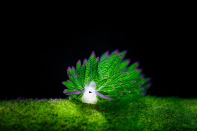 Chiêm ngưỡng sên biển đẹp lạ lùng chỉ ăn duy nhất 1 lần trong đời