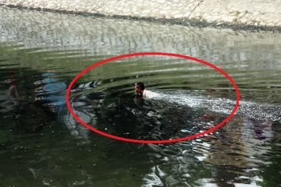 Bị truy đuổi, người đàn ông nhảy xuống sông Tô Lịch 'bơi' giữa trưa