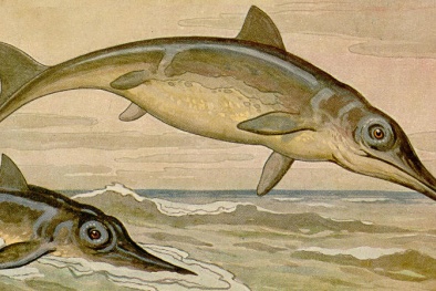 Khám phá loài thằn lằn cá tuyệt chủng cách đây hàng chục triệu năm