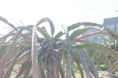 Kỹ thuật phòng trị bệnh thối rễ, khô cành giúp năng suất thanh long cao