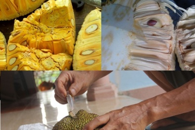 Mít bị ép chín bằng thuốc có độc hại không?