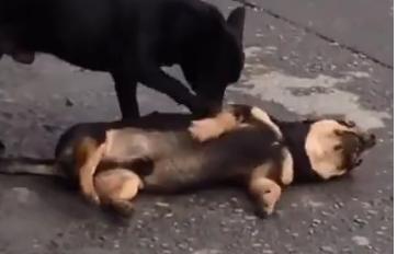 Dân mạng cảm động khi xem clip chú chó lay gọi bạn bị ô tô đâm chết