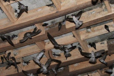 Sử dụng máy phát tiếng chim yến đảm bảo năng suất nuôi cao