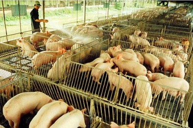 Quy định thuốc, chất cấm trong chăn nuôi: 'Vì lợn ít bệnh hay vì sức khỏe người dân?'