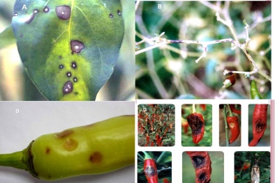 Biện pháp phòng trừ bệnh thán thư tăng năng suất cây ớt 