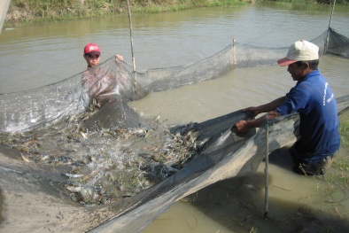 Kỹ thuật tránh nắng nóng cho tôm, cá nhằm đảm bảo năng suất cao