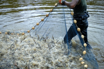Tôm cho năng suất cao nhờ ‘thần dược’ tỏi
