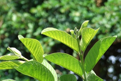 Lợi ích phòng và điều trị bệnh tật từ lá ổi