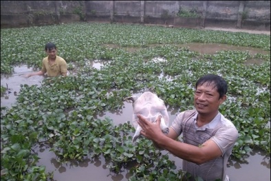 Nuôi ghép ba ba và cá để tăng năng suất, giảm chi phí