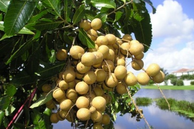 Kỹ thuật trồng cây nhãn cho quả sai, cùi dày, vị ngọt