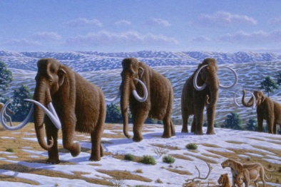 Khám phá đáng kinh ngạc về nguyên nhân voi ma mút tuyệt chủng