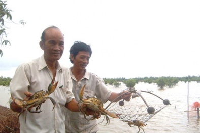 Nuôi cua biển thương phẩm trong ao đất cho năng suất tốt