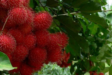 Kỹ thuật trồng chôm chôm Java năng suất, cải thiện chất lượng