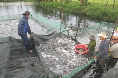 Phương pháp phòng bệnh tổng hợp nâng cao năng suất thủy sản mùa nắng