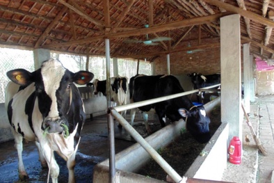 Tăng năng suất nhờ phương pháp chống nóng cho vật nuôi trong mùa hè 