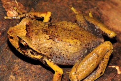 Phát hiện ếch 'kim cương' cực hiếm tại Madagascar