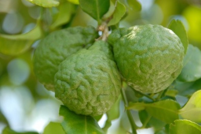 Hốt bạc nhờ trồng trái chúc ở Bảy Núi