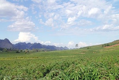 Lựa chọn giống sắn cho năng suất cao tại vùng Tây Nguyên