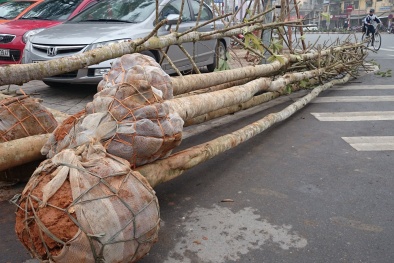 Hà Nội sẽ trồng thay thế 5 loại cây xanh trên đường Nguyễn Chí Thanh