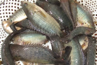 Nuôi cá rô đồng sinh sản bằng phương pháp nhân tạo cho năng suất cao