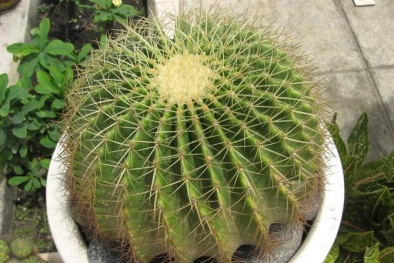 Cấm kỵ tuyệt đối khi đặt chậu cây xương rồng trên bàn làm việc