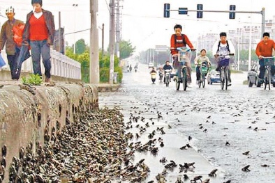 Tây Ninh: Ễnh ương bất ngờ xuất hiện bao phủ khắp các đường phố