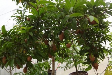  Kỹ thuật trồng hồng xiêm chiết mau ra quả năng suất cao