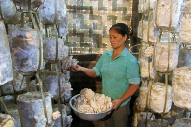 Kỹ thuật trồng nấm bào ngư cho năng suất cao