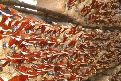 Kỹ thuật trồng nấm bào ngư, linh chi từ mạt cưa