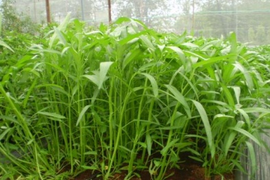 Kỹ thuật trồng rau muống cạn xanh non, an toàn tại nhà