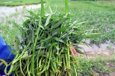Những trường hợp cần tránh ăn rau muống để bảo vệ sức khỏe