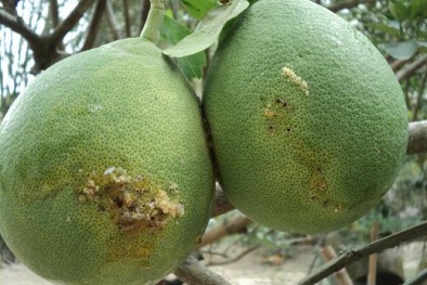 Phương pháp trị sâu đục trái bưởi bằng nước vôi đảm bảo năng suất