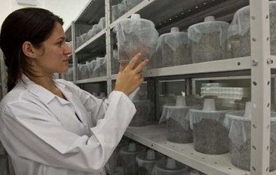 Trung Quốc âm thầm sản xuất 1 triệu con muỗi mỗi tuần