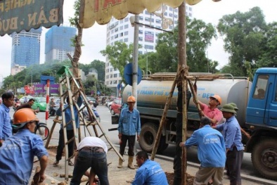 Hà Nội: Nhổ cây mỡ trên đường Nguyễn Chí Thanh để trồng cây lát hoa