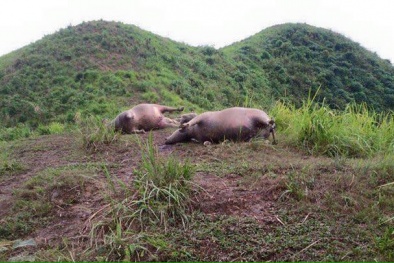 Hà Giang: Trâu chết cả đàn do sét đánh trúng