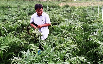 Bỏ phố lên núi trồng Atiso kiếm tiền tỷ