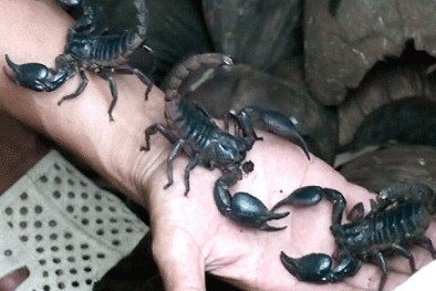 Chuyên gia lý giải, tại sao nọc bọ cạp đắt hơn nọc rắn