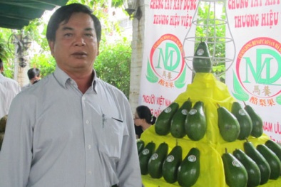 Kiếm tiền tỷ nhờ trồng bơ sáp ở Bình Phước