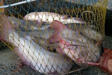 Hải Dương: Lũ cuốn trôi 600 tấn cá, người nuôi nước mắt hòa nước mưa