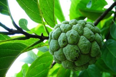 Hạt na có độc tố, cẩn thận khi ăn