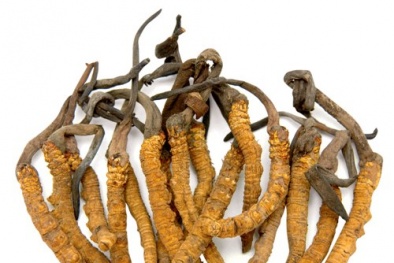 Lần đầu tiên Việt Nam nuôi cấy thành công đông trùng hạ thảo