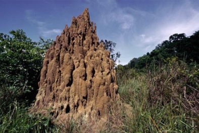 Phát hiện tổ mối khổng lồ cổ nhất thế giới