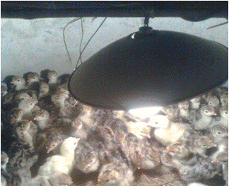 Hưng Yên: Kỹ thuật chọn giống gà Tây Huba cho năng suất thịt tốt