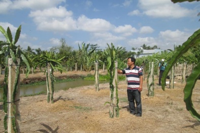 Kiên Giang: Mô hình trồng thanh long ruột đỏ năng suất cao