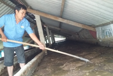 Phú Yên: Nuôi trùn quế cho năng suất cao