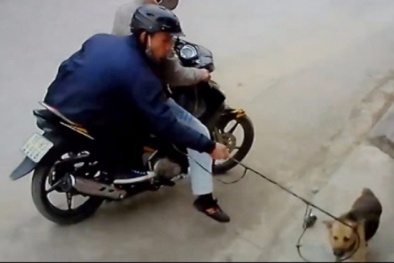 Thanh niên to cao, khỏe mạnh đi ăn trộm chó giữa ban ngày