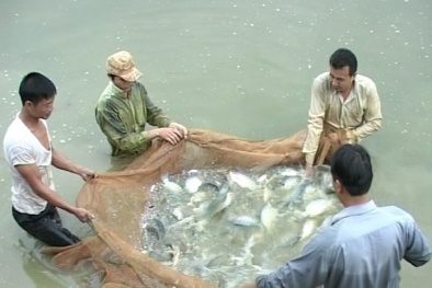 Ứng dụng công nghệ biofloc nuôi cá rô phi thương phẩm cho năng suất cao